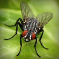 /album/prosarevsub/photolia-a01-jpg/