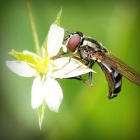 /album/prosarevsub/photolia-a02-jpg/