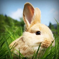 /album/prosarevsub/photolia-a03-jpg/