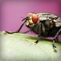 /album/prosarevsub/photolia-a08-jpg/